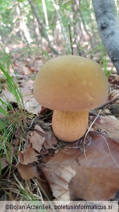 Suillellus luridus