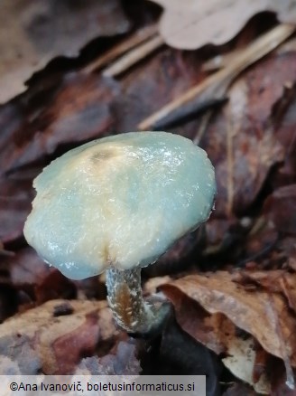 Stropharia caerulea