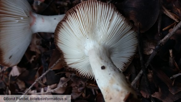 Russula emetica