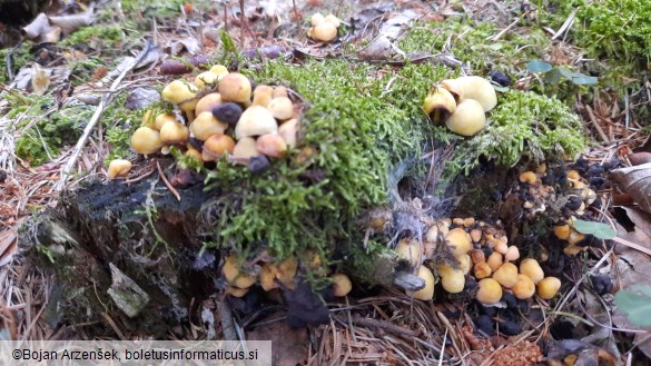 Hypholoma fasciculare var. pusillum