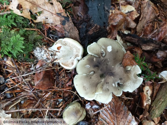 Tricholoma saponaceum