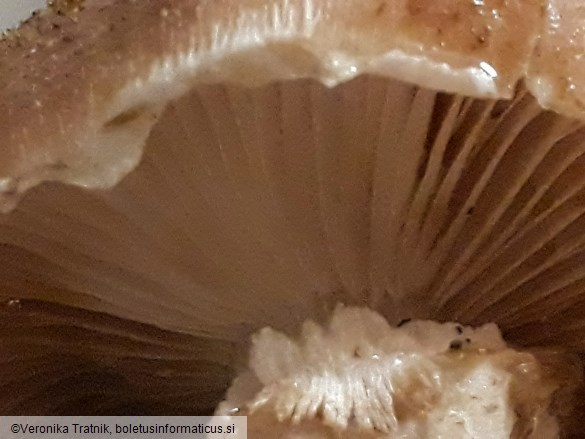 Armillaria ostoyae