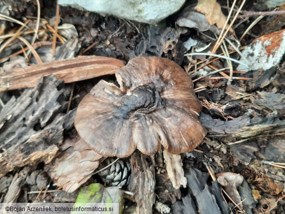 Pluteus cervinus