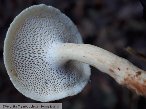 Lentinus brumalis