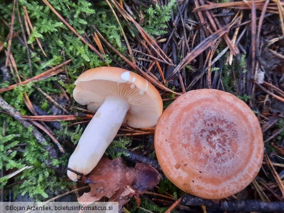 Lactarius chrysorrheus