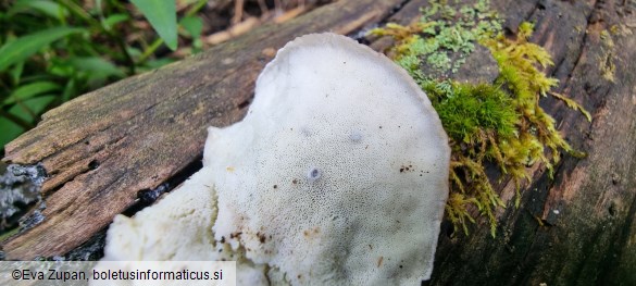 Tyromyces fumidiceps