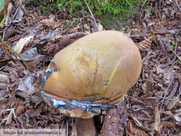 Suillellus luridus