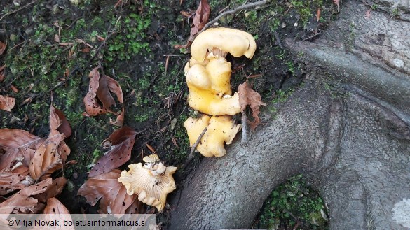 Cantharellus ferruginascens