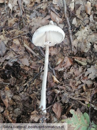 Macrolepiota mastoidea