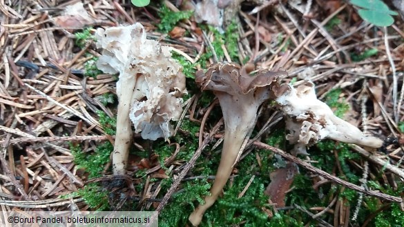 Pseudocraterellus undulatus