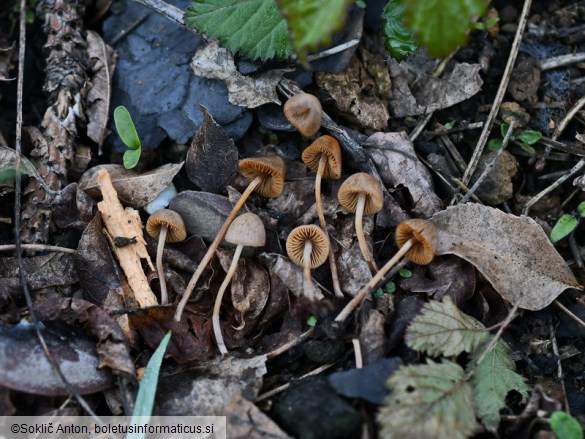 Conocybe anthracophila var. anthracophila