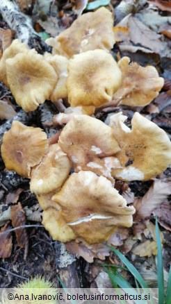 Armillaria gallica