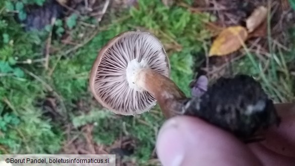 Armillaria ostoyae