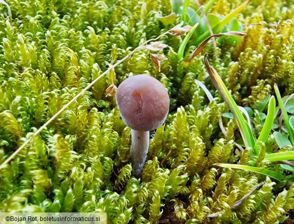 Panaeolus acuminatus