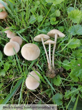 Marasmius oreades