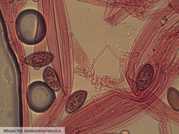 Conocybe macrospora