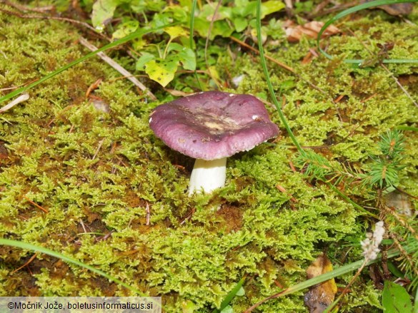 Russula cavipes