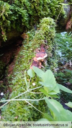 Gloeophyllum odoratum