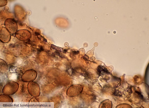 Conocybe rickenii
