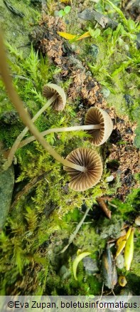 Psathyrella orbitarum