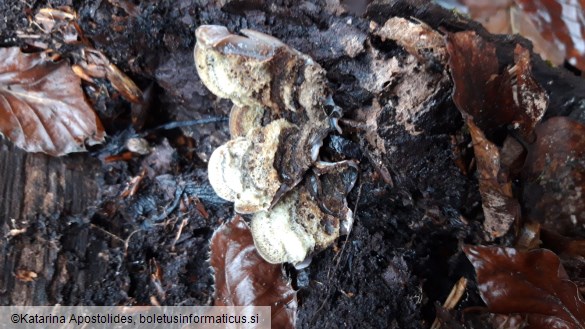 Auricularia mesenterica