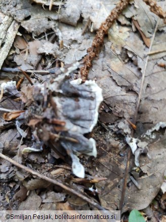 Thelephora atrocitrina