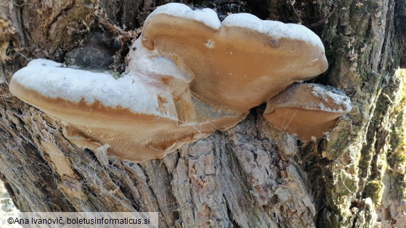 Ganoderma applanatum