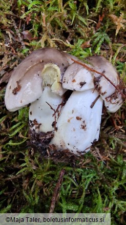 Tricholoma portentosum