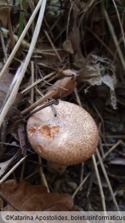 Paxillus involutus