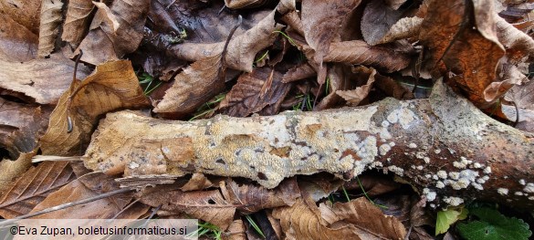 Hyphodontia quercina