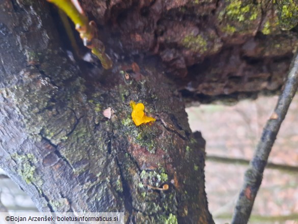 Tremella mesenterica