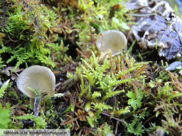 Arrhenia lobata