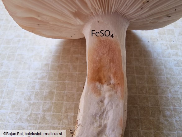 Russula melliolens