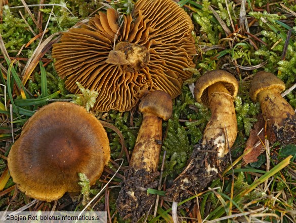 Cortinarius malicorius
