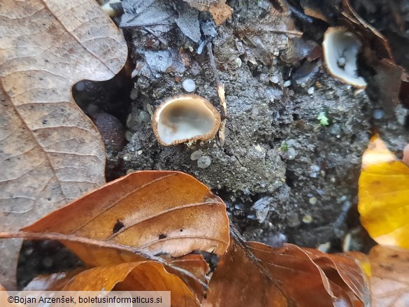 Humaria hemisphaerica