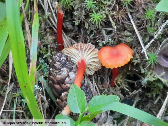 Hygrocybe lepida