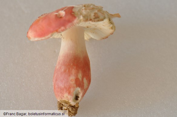 Russula lepida