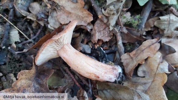 Lactarius quietus