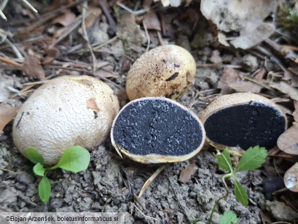 Scleroderma cepa