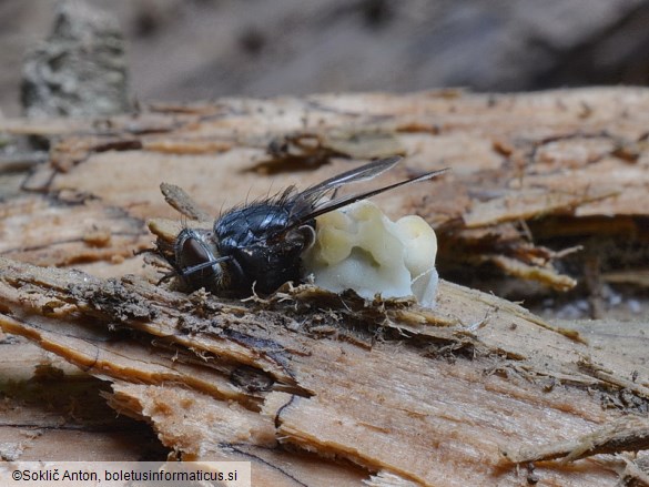 Pandora dipterigena