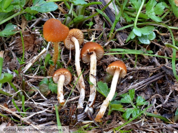 Conocybe nemoralis