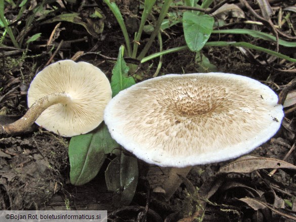 Lentinus tigrinus