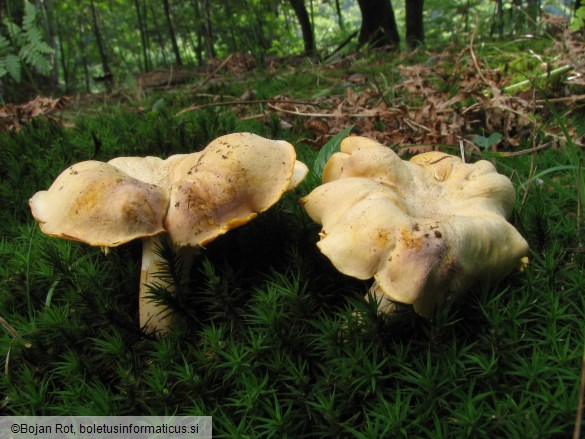 Cantharellus cibarius var. amethysteus