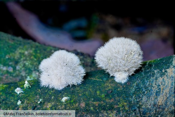Schizophyllum commune