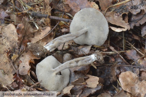 Helvella macropus