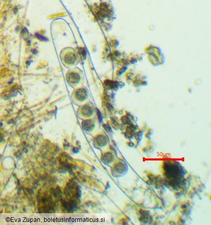 Ramsbottomia macracantha
