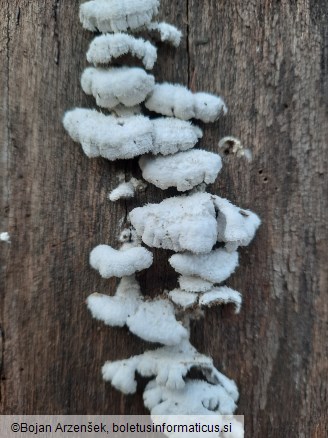 Schizophyllum commune
