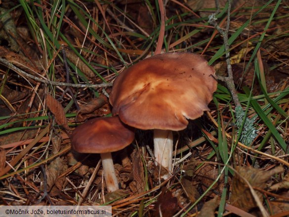 Rhodocollybia prolixa