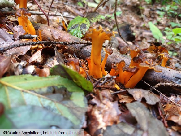 Craterellus lutescens