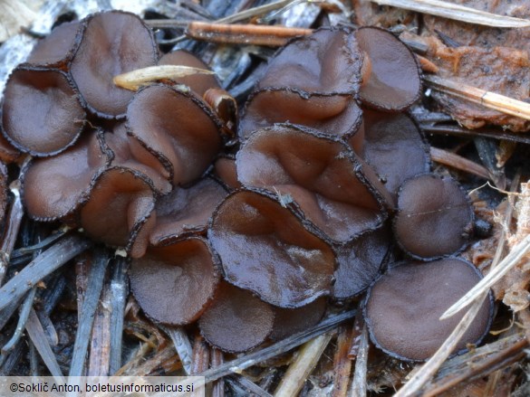 Pseudombrophila guldeniae